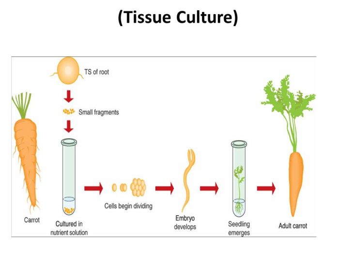 Số đồ nhân giống cây trồng bằng phương pháp nuôi cấy mô tế bào