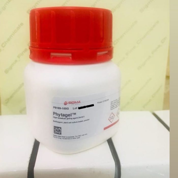 Phytagel là gì? Hiểu, dùng đúng và thành công 5 phytagel-la-gi