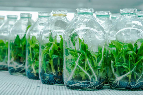 Vai trò của tủ cấy mô trong nuôi cấy thực vật 4 nuoi cay mo