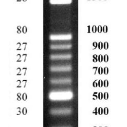 Thang chuẩn DNA 100bp - DNA Ladder 100bp Standard 4 dna ladder 100bp