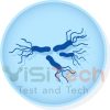 Salmonella enterica subsp. enterica serovar Enteritidis ATCC® 13076 0345P KWIK STIK - MicroBiologics 12 kwik stik bacteria
