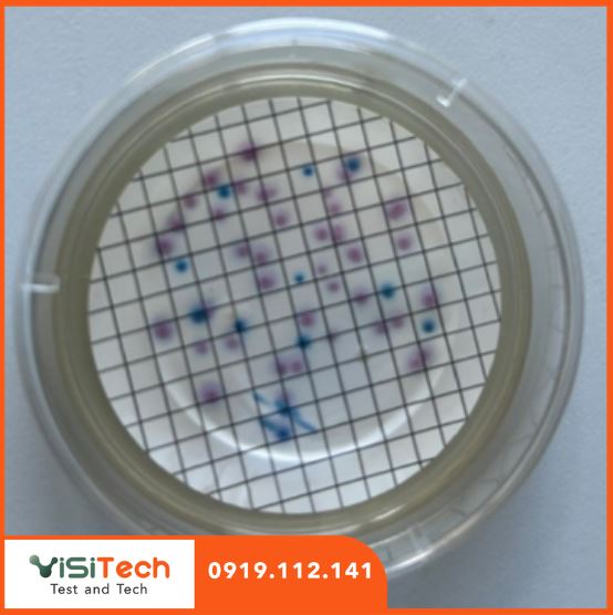 Đột phá công nghệ test nhanh vi sinh vật định lượng Coliform và E.coli ECO19 từ Bộ Công An 5 Kit test nhanh dinh luong Coliform va Ecoli BCA