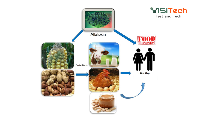 Aflatoxin có trong thực phẩm nào? Cách nhận diện nấm mốc Aflatoxin gây ung thư 11 Kiểm tra Aflatoxin thường xuyên là giải pháp cấp thiết để bảo vệ sức khỏe cộng đồng